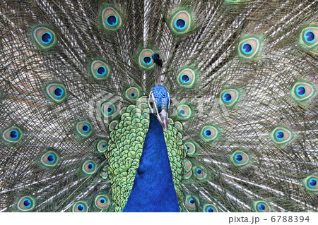 求愛する雄のクジャク 6788394
