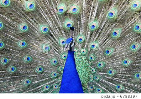 求愛する雄のクジャク 6788397