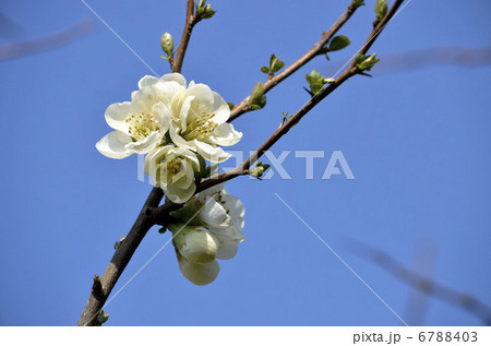 ボケ(木瓜) ボケ(木瓜) 6788403