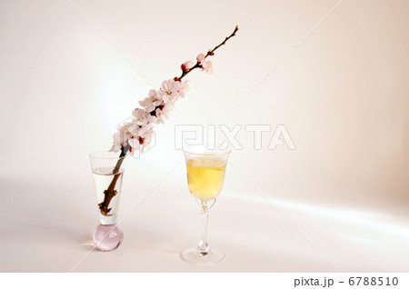 あんずの花と杏の酒 あんずの花と杏の酒 6788510
