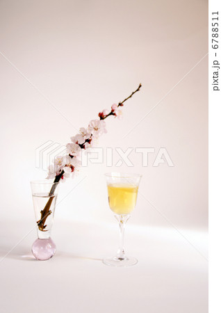 あんずの花と杏の酒 あんずの花と杏の酒 6788511