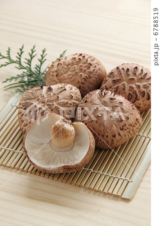 椎茸 6788519