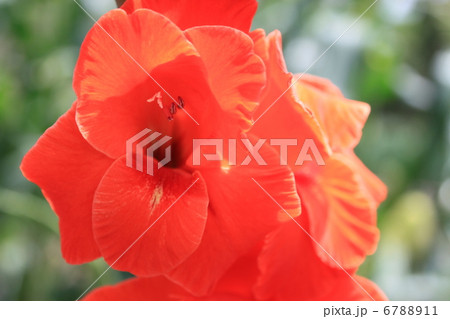 カンナの花 6788911