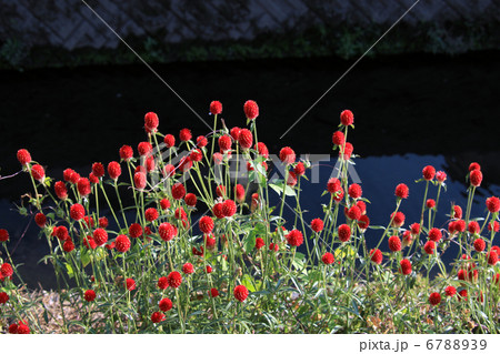 センニチソウ 6788939