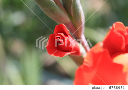 カンナの花 6788981