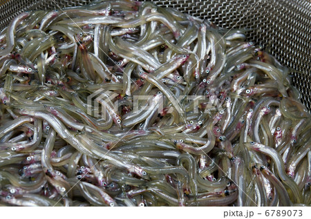 いかなご01 6789073