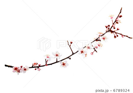 Branch with blossoms. Isolated on white background . 6789324