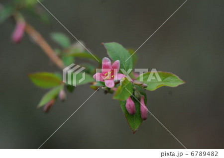 ウグイスカグラ ウグイスカグラ 6789482