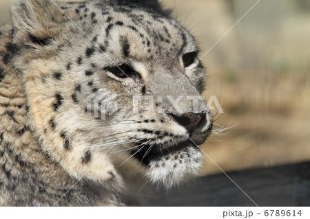 絶滅の危機　ユキヒョウ 6789614