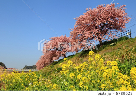 みなみの桜と菜の花街道　菜の花と河津桜－下賀茂にて 6789625