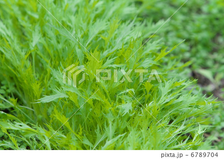 ミズナ ミズナ 6789704