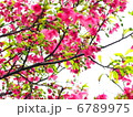 桜 6789975