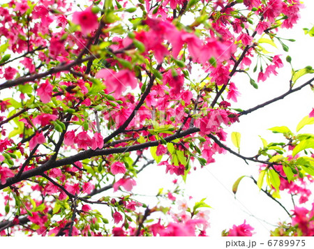 桜 6789975