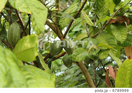 カカオの実 カカオの実 6789999