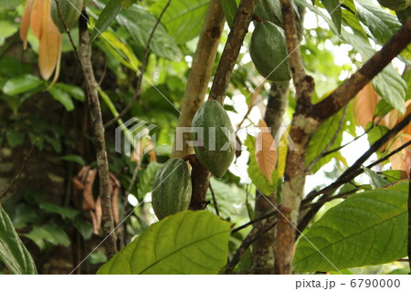 カカオの実 カカオの実 6790000