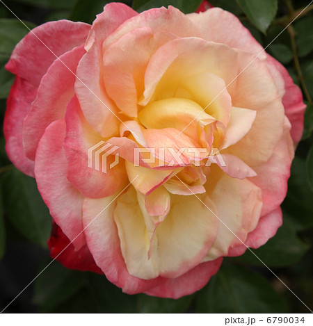 フレンチ・パフューム 6790034