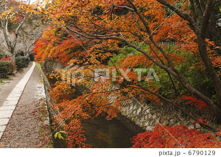 １１月晩秋の京都 紅葉の哲学の道の写真素材