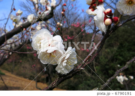 白梅の花 白梅の花 6790191