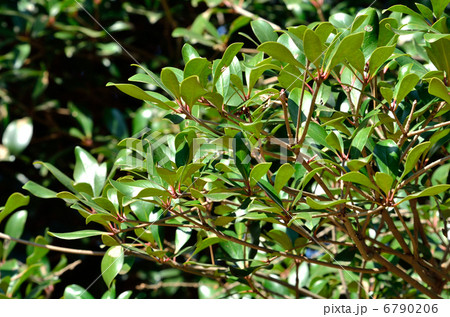 樹木・モッコク　ツバキ科 6790206
