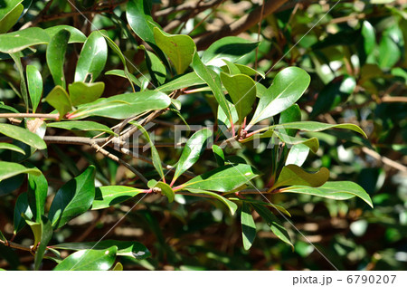 樹木・モッコク　ツバキ科 6790207
