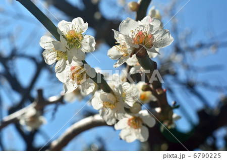 樹木・ウメ バラ科 樹木・ウメ バラ科 6790225
