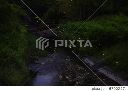 蛍と自然環境 蛍と自然環境 6790297