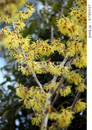 マンサク 6790437