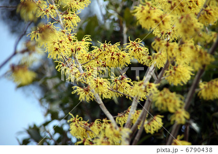 マンサク マンサク 6790438