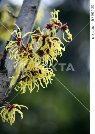 マンサク 6790439