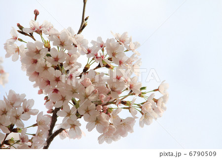 桜のアップ　左寄り 6790509