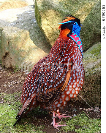 ベニジュケイ 6790565