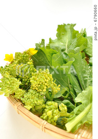 菜の花（食用） 6790660