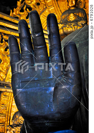 大仏様の手のひら 大仏様の手のひら 6791026