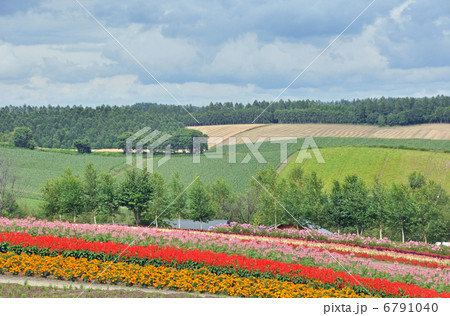 美瑛の丘 美瑛の丘 6791040