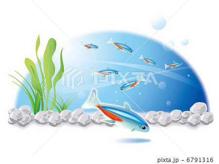 熱帯魚ネオンテトラ 6791316