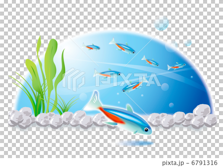熱帯魚ネオンテトラ 6791316