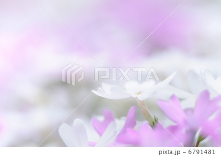 芝桜 芝桜 6791481