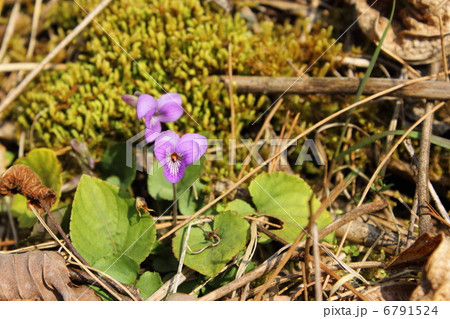 春の山裾 6791524