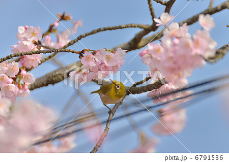 メジロと桜 メジロと桜 6791536