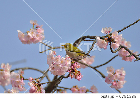 メジロと桜 メジロと桜 6791538