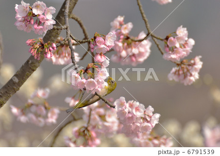 メジロと桜 6791539