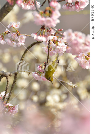 メジロと桜 6791540