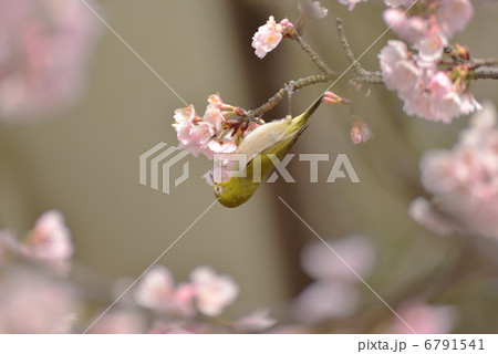 メジロと桜 6791541