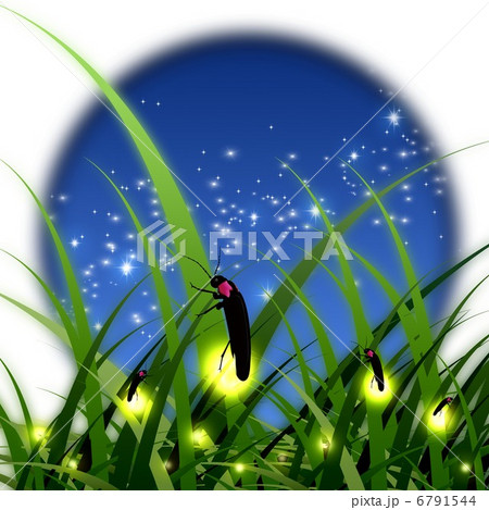蛍 蛍 6791544