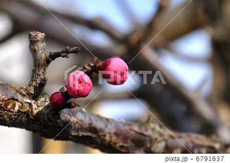 紅梅 6791637