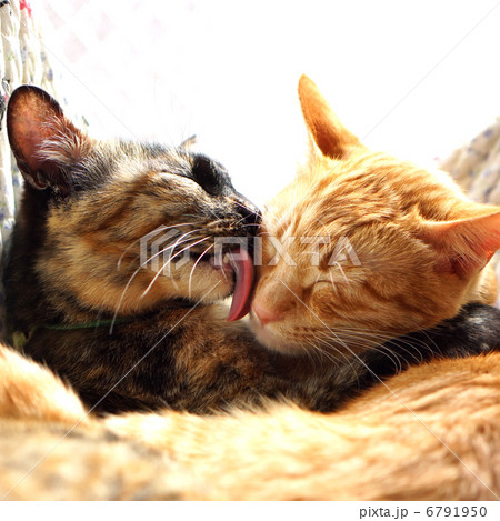 カップル 6791950