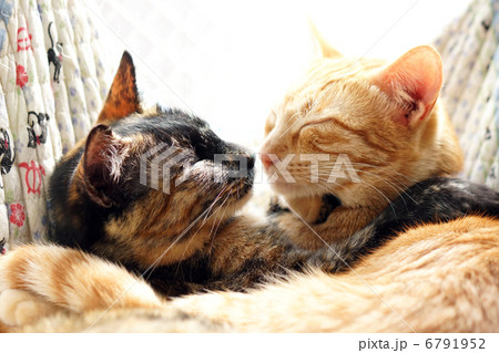 カップル 6791952