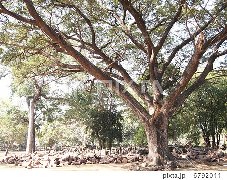 タイ ピマーイ遺跡 タイ ピマーイ遺跡 6792044