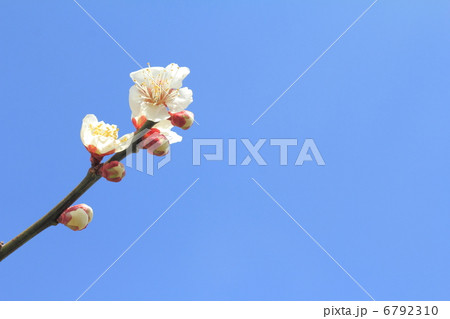早春の晴天の空に咲く白梅の花の開花 早春の晴天の空に咲く白梅の花の開花 6792310