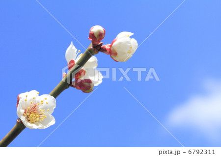 早春の晴天の空に咲く白梅の花の開花 6792311